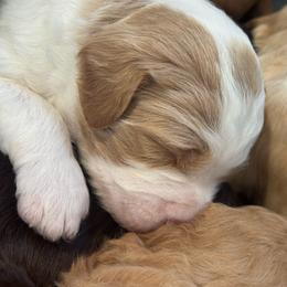 Yellow Collar - Parti male Goldendoodle puppy in Stockton, California from Port City Doodles