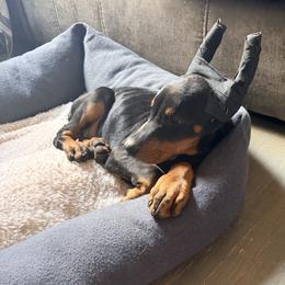 Girl purple - Black and rust female Doberman Pinscher puppy in Mc Cook, Nebraska from Morningstar Kennel