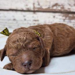 Max - Red  male Goldendoodle puppy in Austin, Texas from Austin Doodles & Poodles
