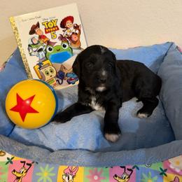 Rex - Black and chalk male Australian Labradoodle puppy in Orange, California from Little Kingdom Doodles