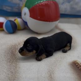 Black and Tan Wirehair Female - Black and tan female Dachshund puppy in Killeen, Texas from Southern Dachshunds