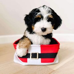 Bernedoodle Puppies from Furry Tail Doodles
