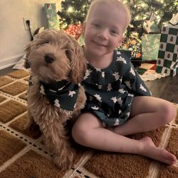 Raphael - Cream male Goldendoodle puppy in Lillington, North Carolina from Peace, Love, and Puppies at the Creek