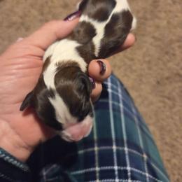 Girl - Tri-color female Cavalier King Charles Spaniel puppy in Charity, Missouri from Missouri. Cavaliers