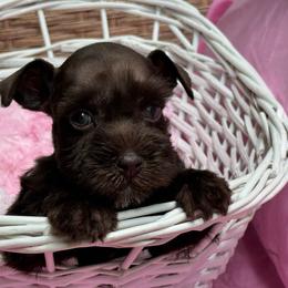 Maggie - Liver female Miniature Schnauzer puppy in Liberty, Texas from Texas Small Town Schnauzers