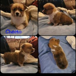 Pembroke Welsh Corgi Puppies from STR Corgis