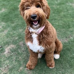 Penny - Goldendoodle