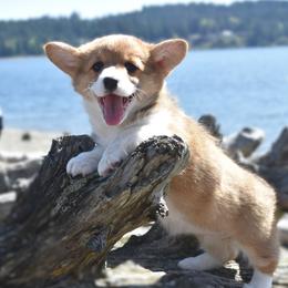 Miss White - Red female Pembroke Welsh Corgi puppy in Gig Harbor, Washington from Pacific Northwest Pembroke Welsh Corgis