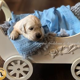 Cavalier King Charles Spaniel, Golden Retriever, and Poodle Puppies from Fluffy Buttz