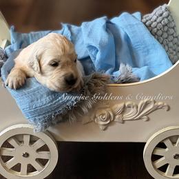 Cavalier King Charles Spaniel, Golden Retriever, and Poodle Puppies from Fluffy Buttz
