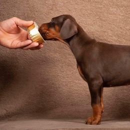 Doberman Pinscher Puppies from Stand Alone European Dobermans