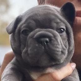 Dom - Blue male French Bulldog puppy in Glen Ellen, California from Frenchie’s of Glen Ellen