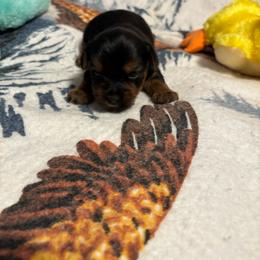 Lexi AVAILABLE (1800.00) - Blue and gold female Yorkshire Terrier puppy in Brandenburg, Kentucky from Lil Amazing Paws Yorkshire Terriers