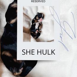 She Hulk - Tri-color female Bernedoodle puppy in Jackson, Missouri from Pincksten Family Doodles