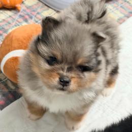 Frost - Blue merle male Pomeranian puppy in Clarksville, Tennessee from Bee Mine Maltipoos and Pomeranians