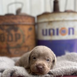 Piston - Silver male Dilute Retriever puppy in Puyallup, Washington from 12 Door Farm Labradors