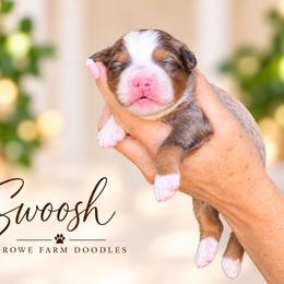 Swoosh - Blue merle male Bernedoodle puppy in Henry, Illinois from Rowe Farms Doodles