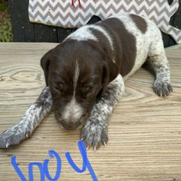 German Shorthaired Pointer Puppies from M&R Breeders