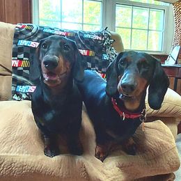 Dachshund All Grown Up from Woodshafen