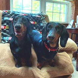 Dachshund All Grown Up from Woodshafen