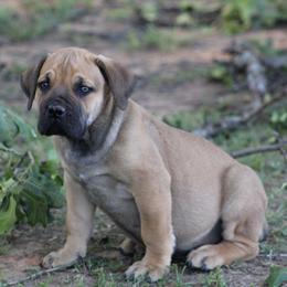 Green - Brown male Boerboel puppy in Shawnee, Oklahoma from TXT Boerboels