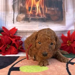 Red - Red  male Poodle puppy in Miami, Florida from Katy's Toy Poodles