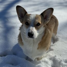 Birdie - Pembroke Welsh Corgi