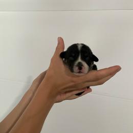 Hershey - Black and tan female Pembroke Welsh Corgi puppy in Morgantown, Pennsylvania from GoldStar Corgis (License Number 18519)