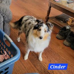 Cinder - Shetland Sheepdog