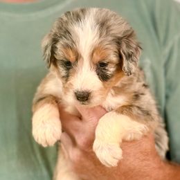 Ben - Blue merle male Aussiedoodle puppy in Eastman, Georgia from Dood B Ranch