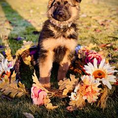 French Bulldog and German Shepherd Puppies from Iron Rim