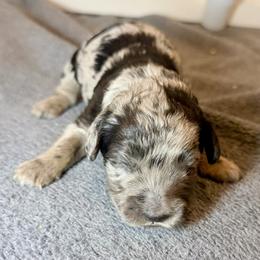 Colin dark green - Merle male Goldendoodle puppy in North Branch, Michigan from Graceful Miniature Goldendoodles