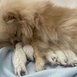 Alaura - Pomeranian