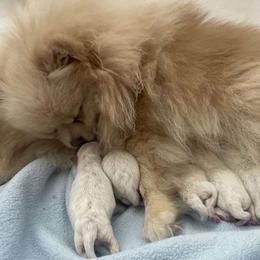 Alaura - Pomeranian