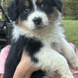 Kimmy - Black tri-color female Australian Shepherd puppy in Croswell, Michigan from Hendra Family Aussies