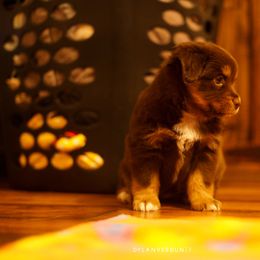 Miniature Australian Shepherd Puppies from Talbot's Mini Aussies