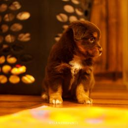 Miniature Australian Shepherd Puppies from Talbot's Mini Aussies