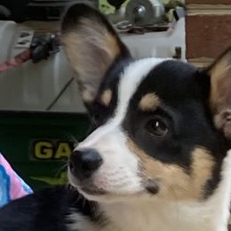 Joy 💕 - Pembroke Welsh Corgi puppy in Farnham, Virginia from Polly’s Farm