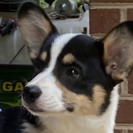 Joy 💕 - Pembroke Welsh Corgi puppy in Farnham, Virginia from Polly’s Farm