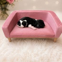 Buzz - Black and white male Cavapoo puppy in Thorndale, Texas from Hattie’s Texas Cavapoos