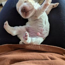 Working home needed - Lemon roan male English Cocker Spaniel puppy in Phillips, Nebraska from Fenloch Gundogs