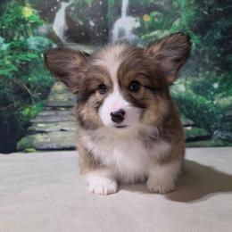 Sam Darnald (Fluffy coat) - Sable male Pembroke Welsh Corgi puppy in Washington from Castle View Royal Rumps