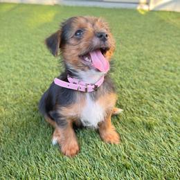 Tesla - Parti female Yorkshire Terrier puppy in San Antonio, Texas from Luna's Treasures