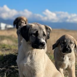 Anatolian Shepherd Dog Puppies from Wild Rooster Family Farm – AKC Anatolian Shepherd Breeder, OFA Health Tested