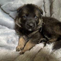 Cersei Lannister - Sable female German Shepherd puppy in Chino, California from BlueStone K9