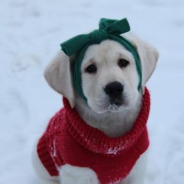Labrador Retriever Puppies from Northern Ridge Retrievers