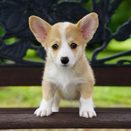 Dakota - Sable female Pembroke Welsh Corgi puppy in Berea, Kentucky from SunShine Corgis