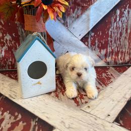 Sam - White male Shih Tzu puppy in Success, Missouri from Sweet Success