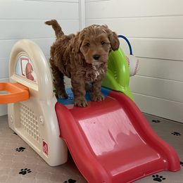 Australian Cobberdog Puppies from Faberge Australian Cobberdogs