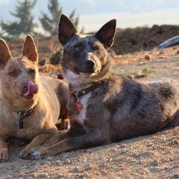 Australian Cattle Dogs and Chihuahuas from Cherished Chihuahuas